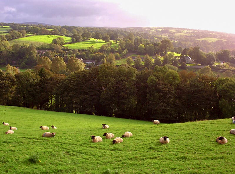 A herd of sheep grazing on lush green grass.